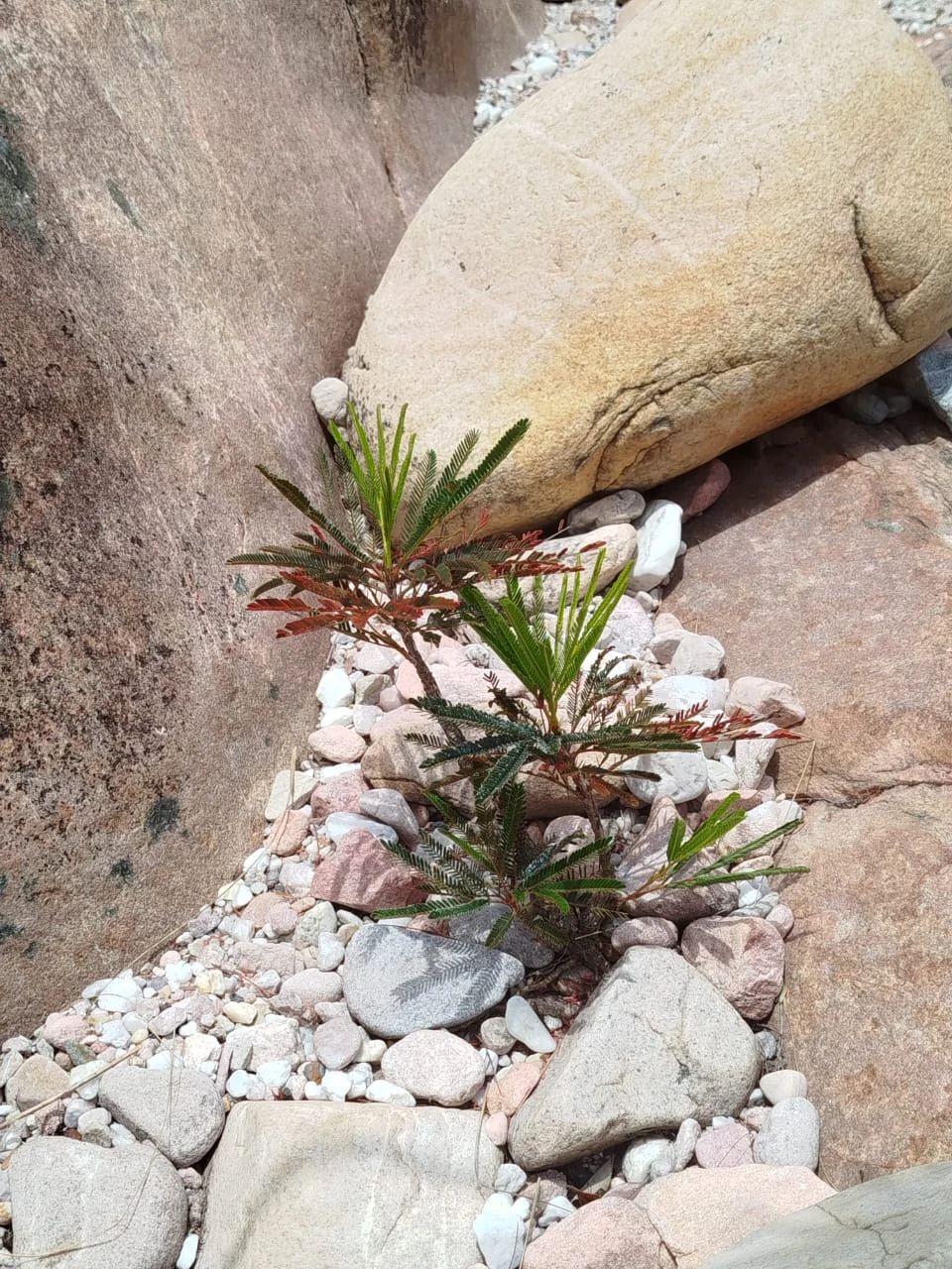 Piedras y caminos — registro de campo 05.