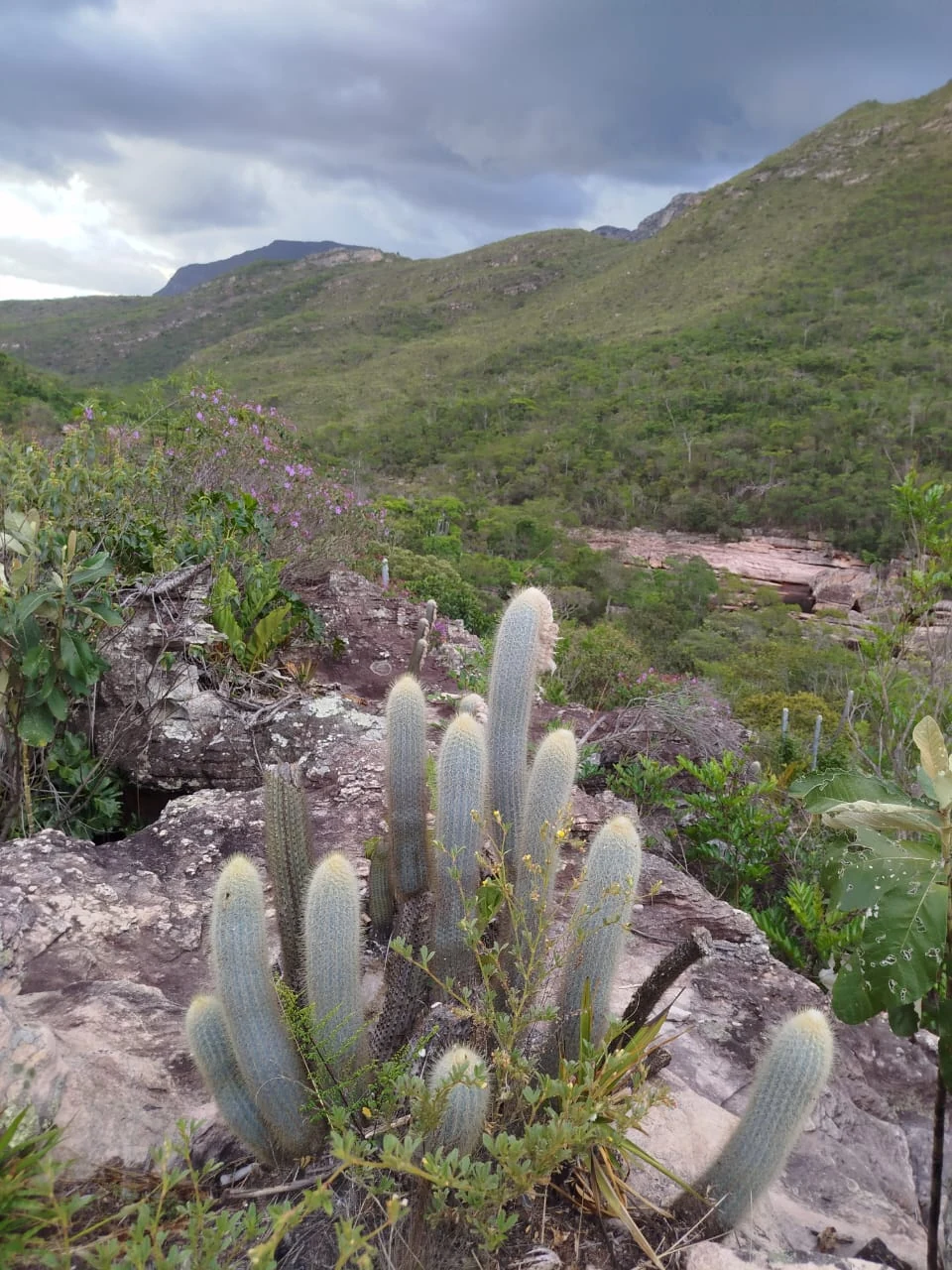 Vegetación y transiciones ambientales — registro de campo 01.