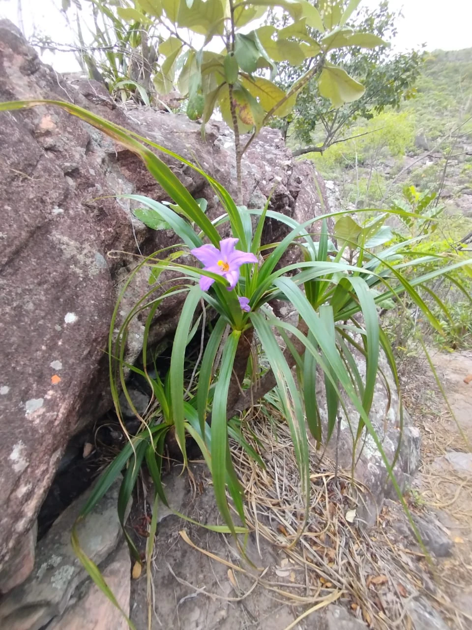 Vegetación y transiciones ambientales — registro de campo 12.