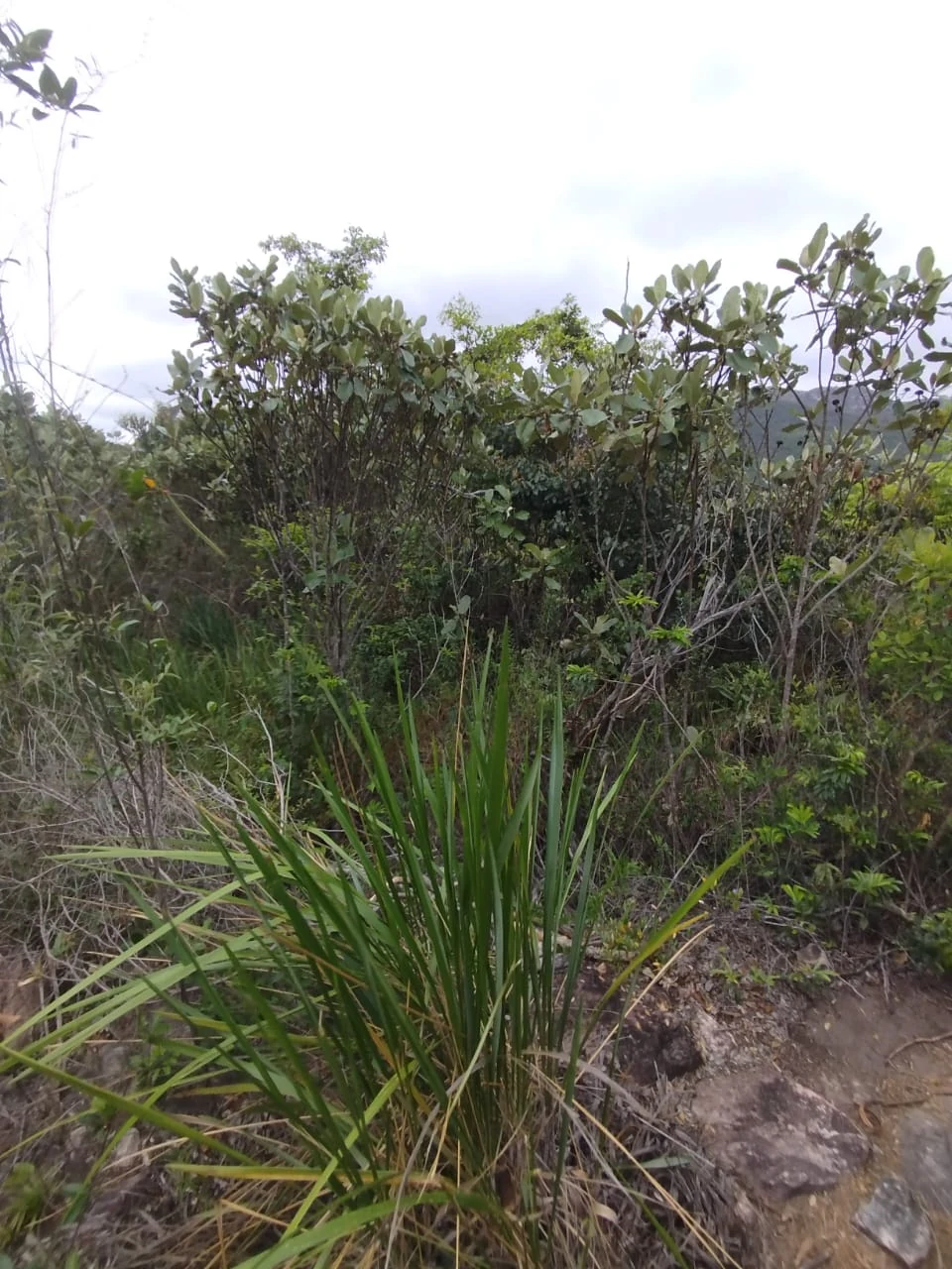 Vegetación y transiciones ambientales — registro de campo 14.