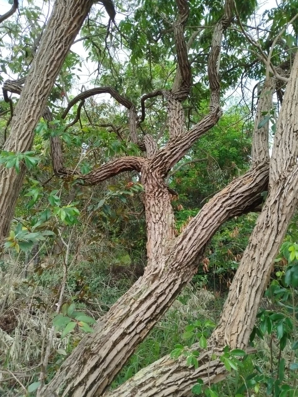 Vegetación y transiciones ambientales — registro de campo 15.