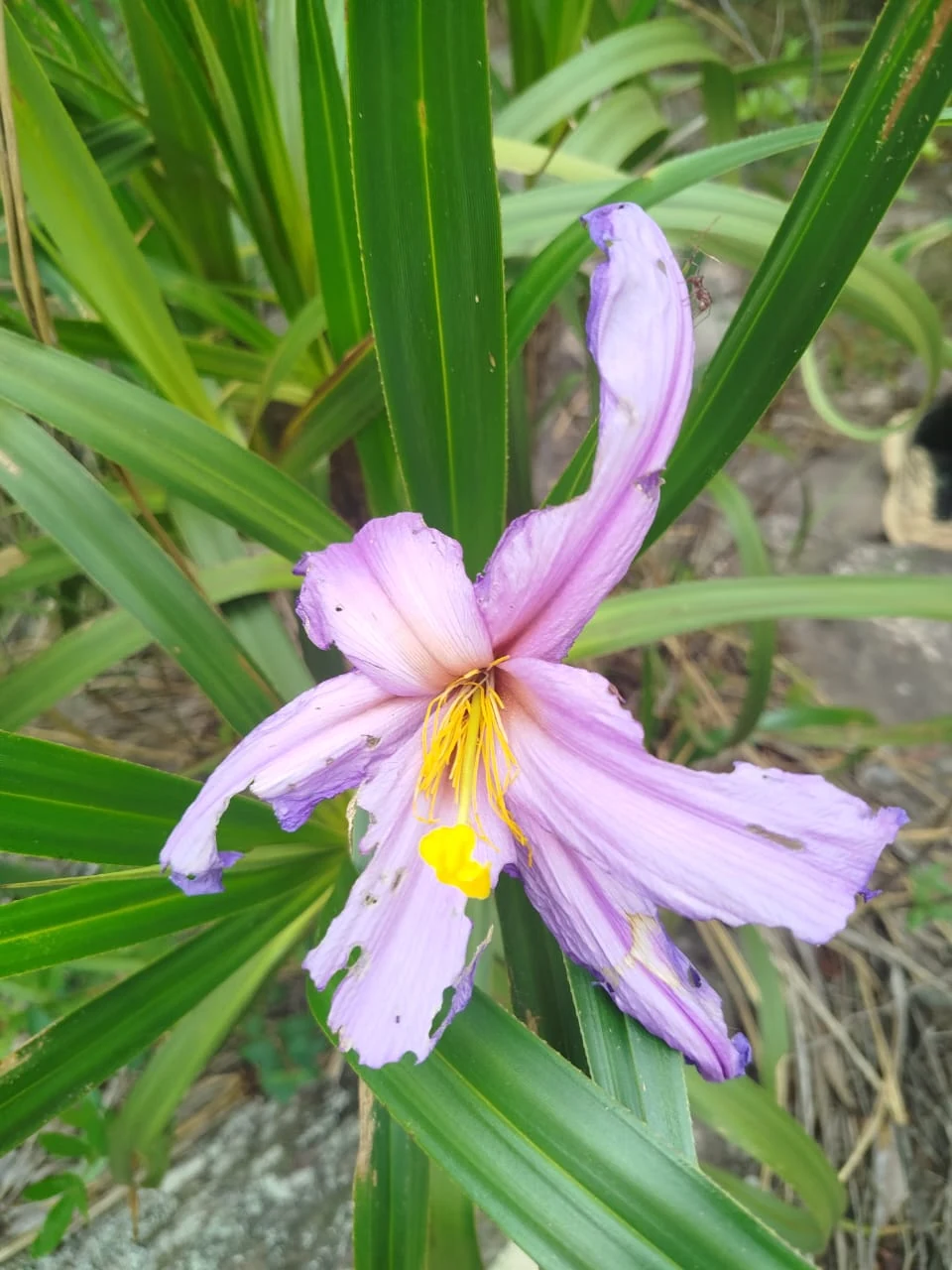Flor · verdes, lilas y amarillo — estudio cromático.