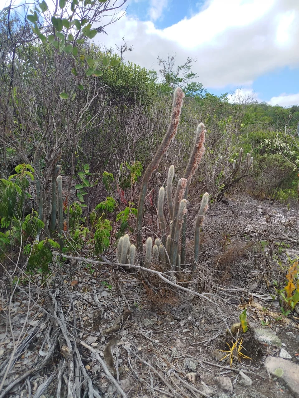 Vegetación y transiciones ambientales — registro de campo 18.