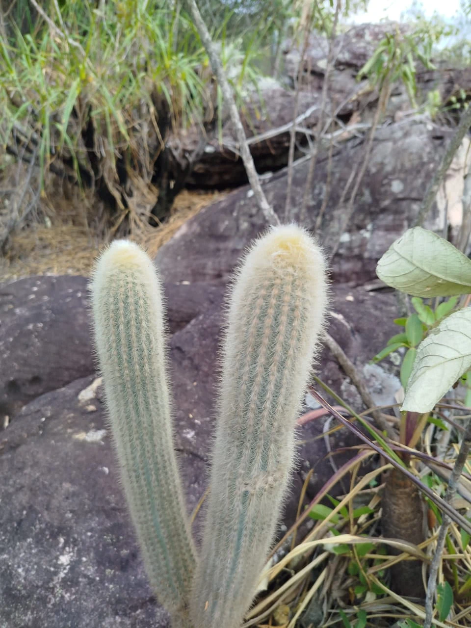Vegetación y transiciones ambientales — registro de campo 19.