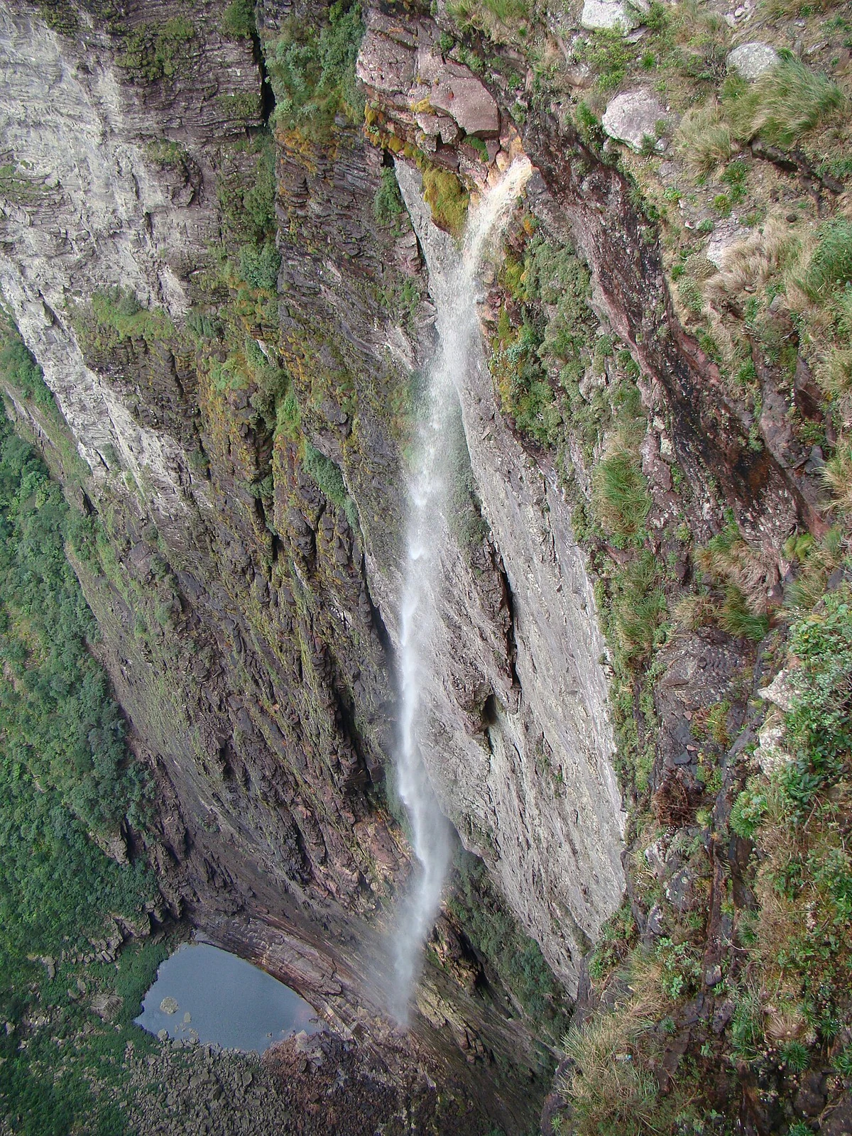 imagen de referencia: Caeté-Açu.